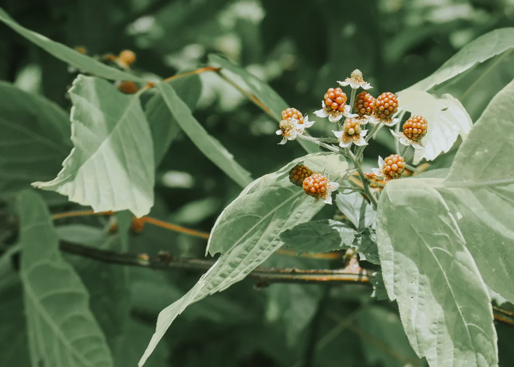 What Is Ashwagandha Powder? A Beginner’s Guide