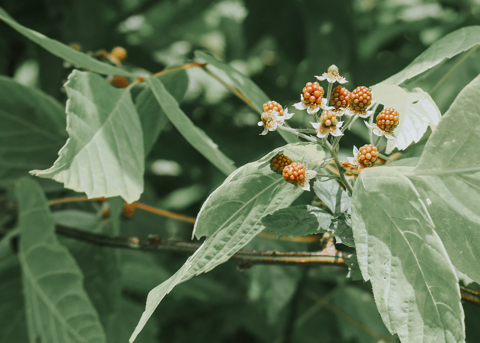 Ashwagandha plant with green leaves and ripening orange berries