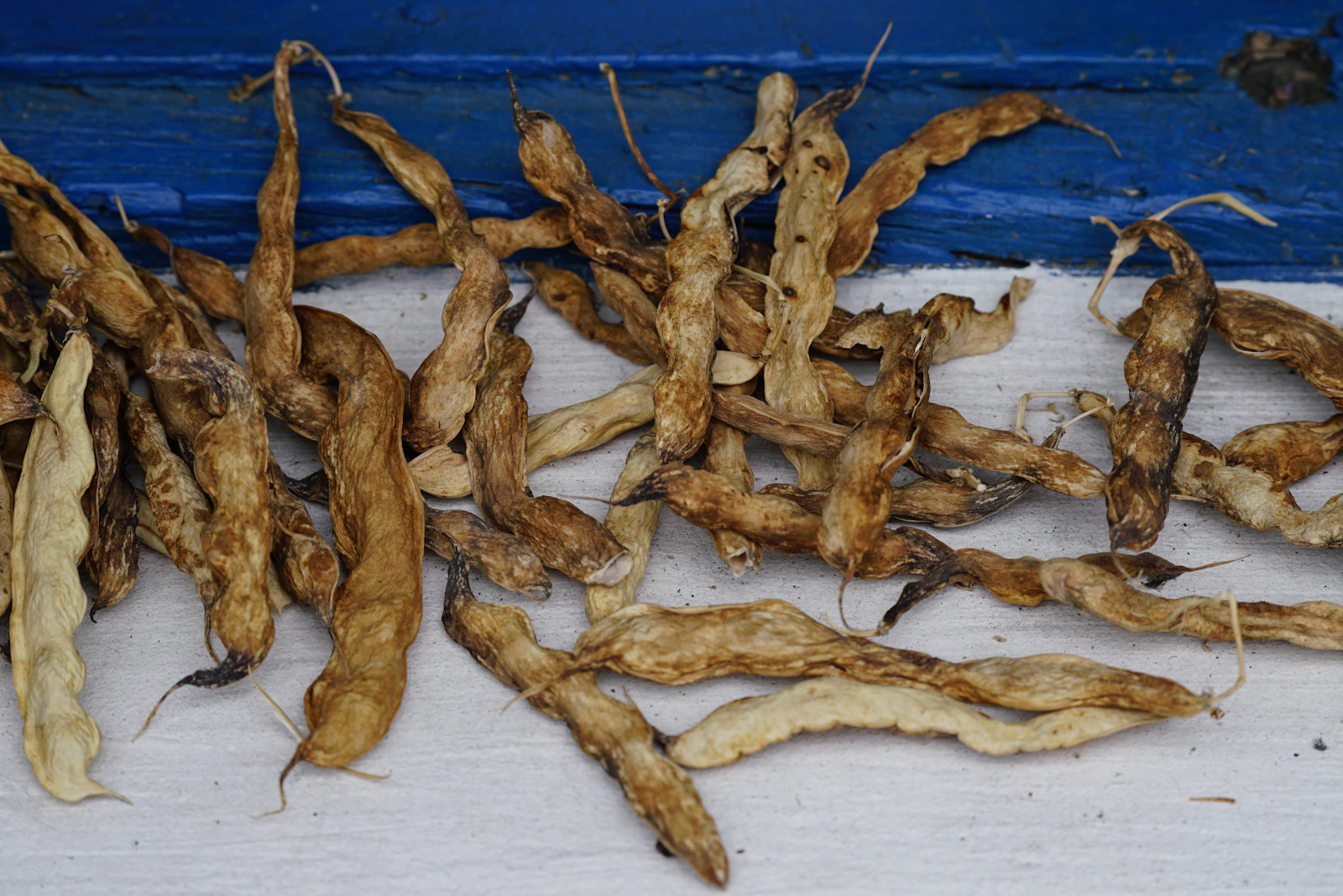 Dried roots laid out on a blue cloth